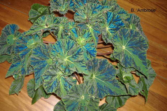 B. ‘Ambrose’